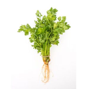 Cilantro 60ct